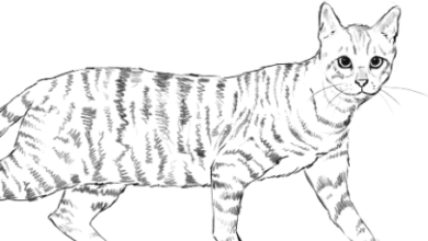 Drawing:Djnm7bfefze= Cat