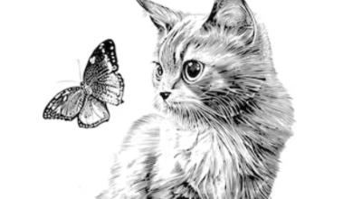 Drawing:Vpier3s64be= Cat