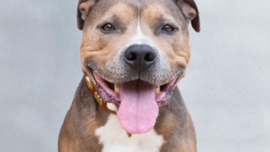 Pitbull:Csqjqewsjog= Dogs