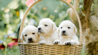 Puppy:Iuuiiqqqwao= Dog