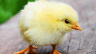 Baby:4ejkik28m7u= Chickens