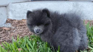 Blue:Dvaxjwqez4m= Pomeranian