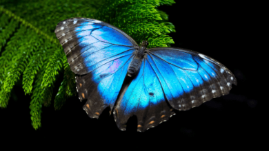 Blue:H-Ak2r9tiiq= Butterfly
