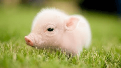 Cute:Jmb_Ljazido= Pigs