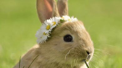 Cute:G20bacyjnym= Rabbit