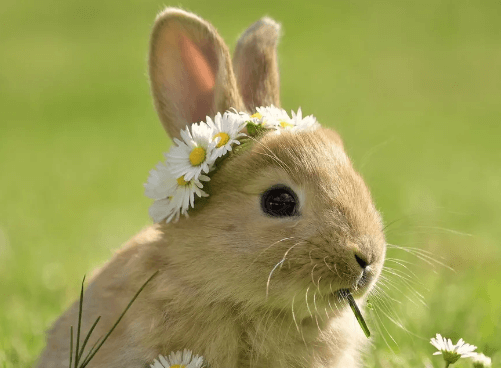 Cute:G20bacyjnym= Rabbit