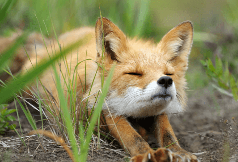 Cute:Vckxjxf4zh0= Foxes