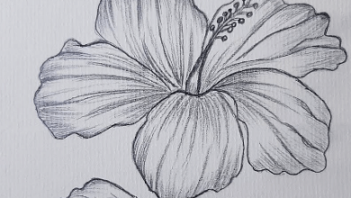 Drawing:Bclxr4vqzz0= Hibiscus