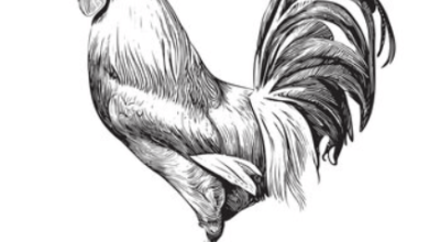 Drawing:Kqu30c7x4xo= Rooster