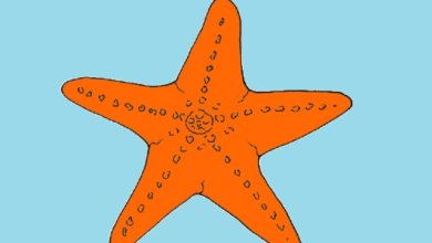 Drawing:Ox04kafpixm= Starfish