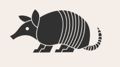 Drawing:Pjyguv9kioe= Armadillo