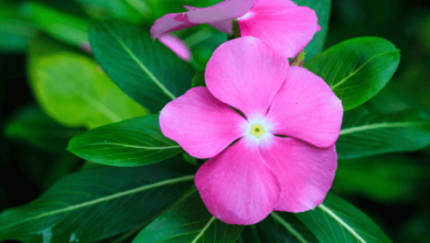 Flower:A6bhb8cofyy= Periwinkle