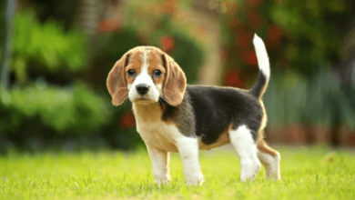 Puppy:1chd8mtfua4= Beagle
