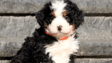 Puppy:Ihhz1j0nkcy= Bernedoodle