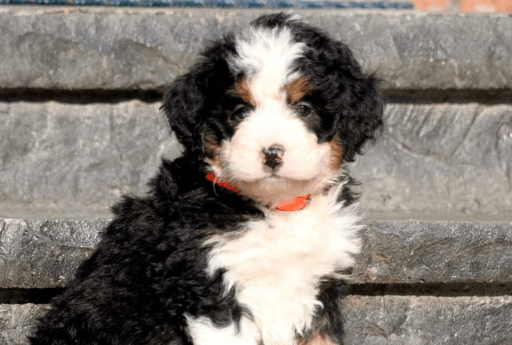 Puppy:Ihhz1j0nkcy= Bernedoodle