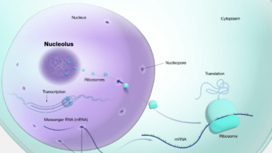 Simple:Fgisqyf34wy= Ribosomes