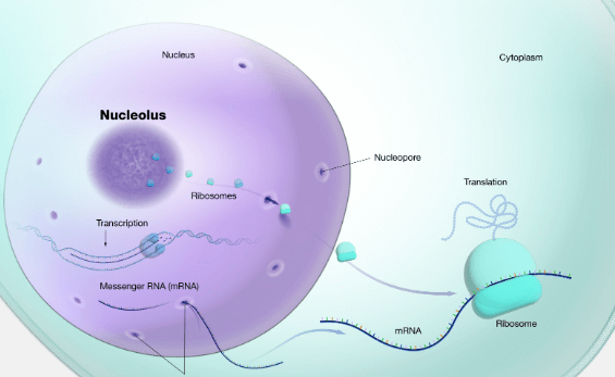 Simple:Fgisqyf34wy= Ribosomes