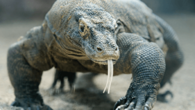 Dragon:Sfoqwfjv0ru= Lizard