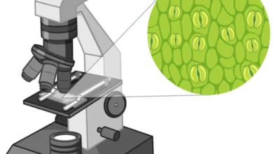 Diagram:Anho9uz3aos= Microscope