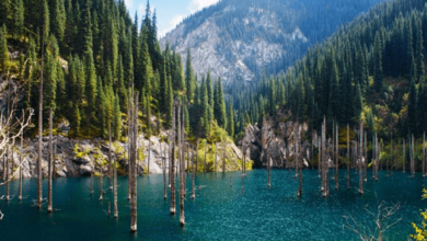 Beautiful:Zl8uonmb4vs= Woods