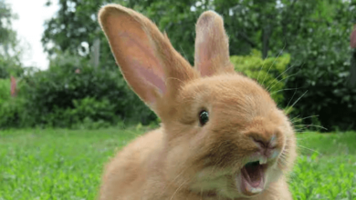 Cute:G20bacyjnym= Rabbits