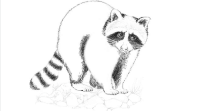 Drawing:Hwzuqweanla= Racoon
