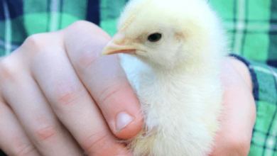 Baby:4ejkik28m7u= Chick