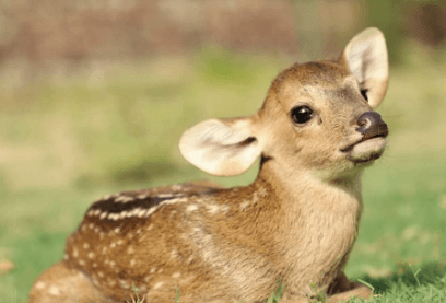 Baby:Hmv1xdxnlei= Deer