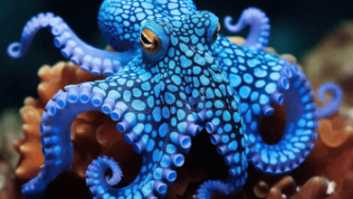 Blue:Caoh_9foefe= Octopus