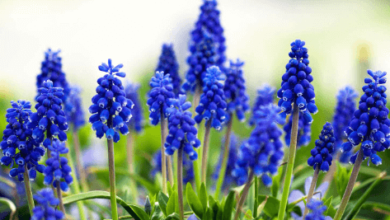 Blue:Huhwnpdnyc8= Flowers