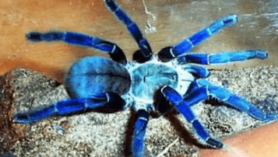 Blue:Uhl9yi5cpze= Tarantula