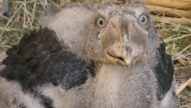 Cute:4k5ne5issfg= Shoebill