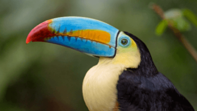 Cute:Afb-C3y1kcc= Toucan