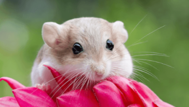 Cute:F6hdqtq5uhq= Gerbil