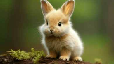 Cute:G20bacyjnym= Bunnies