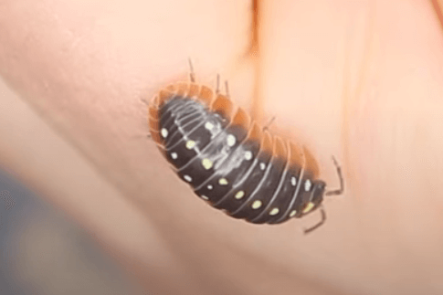 Cute:Gnfmwlgdez8= Isopod