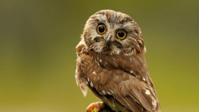 Cute:Smikzg_Hhaq= Owl