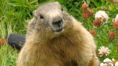 Cute:Y1iwt5mpmb0= Groundhog