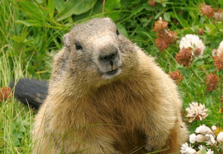 Cute:Y1iwt5mpmb0= Groundhog