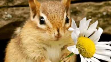 Cute:Z8uupaelk1e= Chipmunk