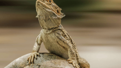 Dragon:S2d2zgosrig= Reptiles