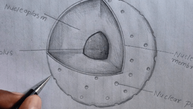 Drawing:Pkhwk0nzhmc= Nucleus
