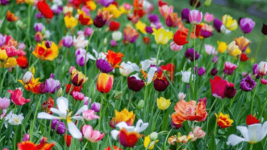 Flower:Bprkp9rydoy= Spring