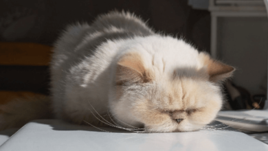 Kawaii:1xxzkbuyqui= Cute Stuff