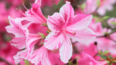 Pink:Ylcvb6erjgi= Azalea