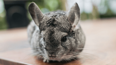 Small:At44wn5jvv8= Pets