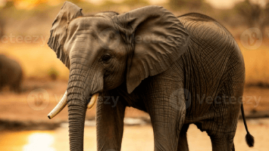 Wallpaper:Gkt8kfpkblw= Elephant