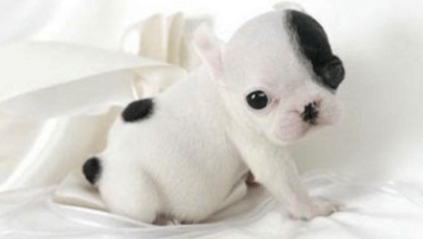 Baby:91jr2ozelcq= Puppy