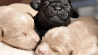 Baby:91jr2ozelcq= Puppies