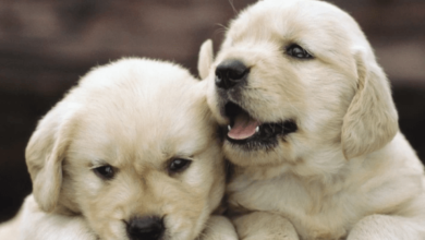 Baby:91jr2ozelcq= Pupy